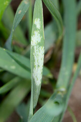 Fototapeta premium Wheat leaf damaged by leafhopper feeding - sap sucked out.