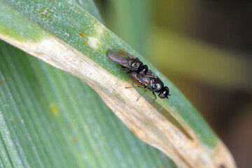 Oscinella frit is a European species of fly and member of the family Chloropidae. It is an agricultural pest causing damage to crops by boring into the young plants of oats, wheat, maize and barley.