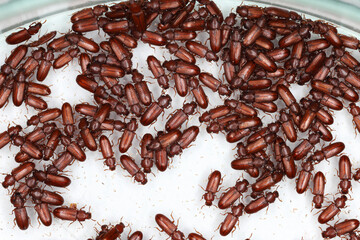 Numerous of Confused Flour Beetle Tribolium confusum on white background.