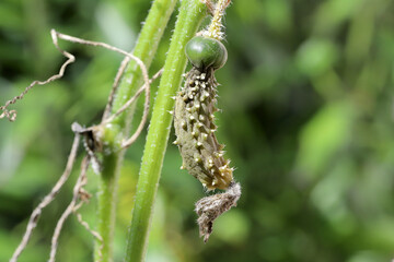 Fungal disease of cucumber. Deformed and unusable cucumber.