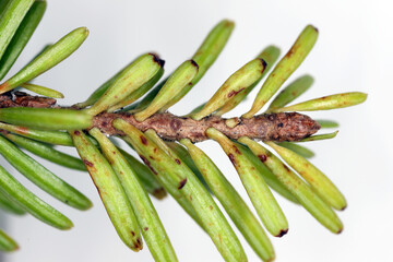 Infection, a fungal disease on needles of fir trees growing in the garden.