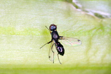 A fly on a green leaf. High magnification.