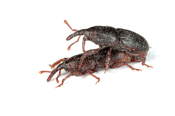 Beetles of a Wheat weevil, grain weevil (Sitophilus granarius) during mating, copulation on a white background. - obrazy, fototapety, plakaty