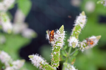 A fly feeding on pollen on mint flowers in the garden while pollinating them.