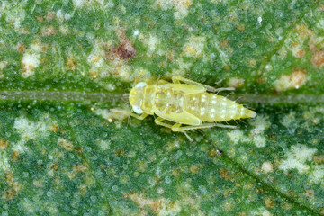 Nymph, larva of leafhopper on a damaged hemp leaf. These plant pests suck plant sap.
