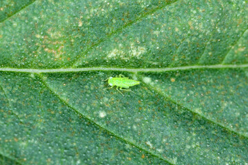 Nymph, larva of leafhopper on a damaged hemp leaf. These plant pests suck plant sap.