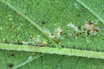 Close-up of Red spider mites (Tetranychus urticae) on a injured hemp leaf (canabis sativa). It is a...