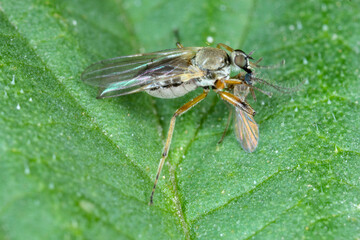 Platypalpus sp. Hybotidae commonly known dance flies with hunted fly.