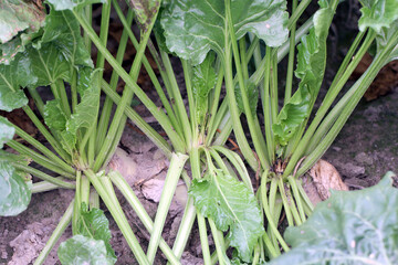 Damaged plants of sugar beet by caterpillars of the beet moth Scrobipalpa ocellatella, is a moth in...