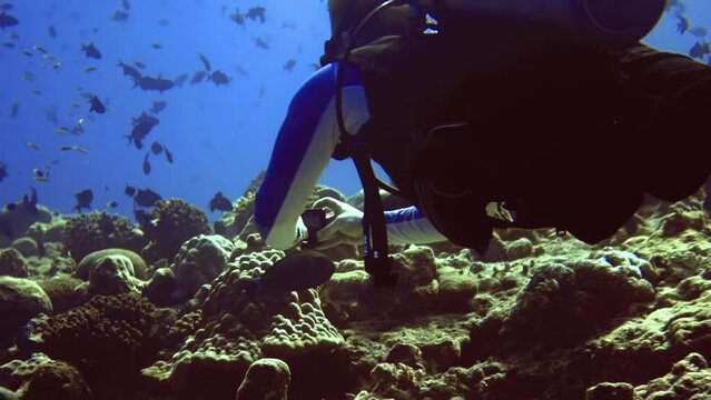 underwater seascape of diver with gopro who shot coral reef and local residents