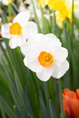 White daffodil with yellow core and green leaves in the botanical garden