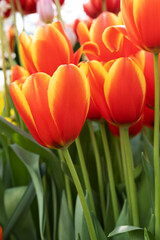 Fototapeta premium Orange with yellow fresh tulip with leaves in a flower bed in the botanical garden