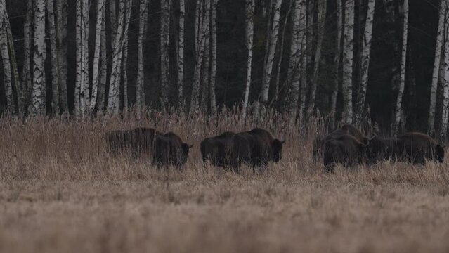 Bison herd in the autumn forest, sunny scene with big brown animal in the nature habitat, yellow leaves on the trees, Bialowieza NP, Poland. Wildlife scene from nature. Big brown European bison.