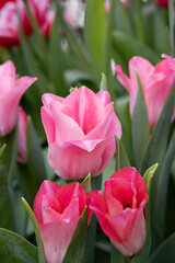 Pink tulips at blurry background, closeup. Fresh spring flowers in the garden with soft sunlight
