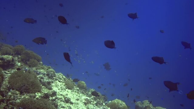 underwater view of flock of fishes swim near the coral reef. Maldives