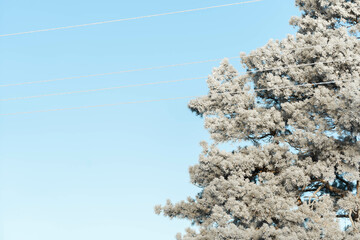 Frost on a frosty morning on the needles. Pine covered with frost