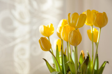 Fresh spring yellow tulips on wall background with sunbeams. Home decor for spring and easter or holiday. Bouquet of flowers.