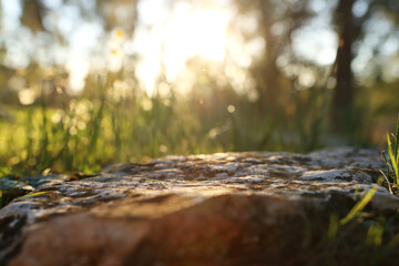 Fresh grass growing in the forest at sunset light
