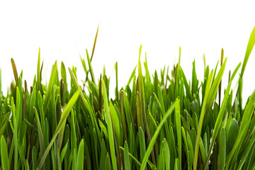 Fototapeta na wymiar Green grass against white background. Natural fresh lawn background.