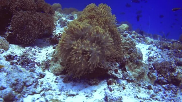 close up view of coral with purple fish and any other different fishes. Maldives