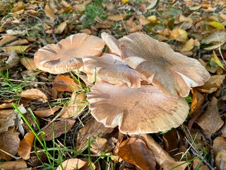 Armillaria ostoyae mushrooms, dark hallimasch in a forest in the Netherlands.