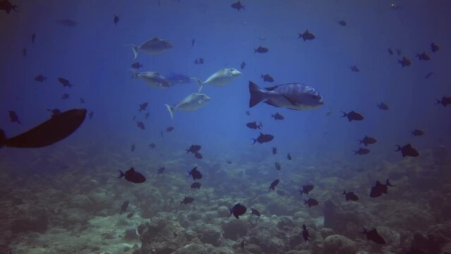 underwater seascape of different black, blue, white, silver fishes. Maldives