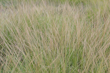 grass, golden flowers, morning