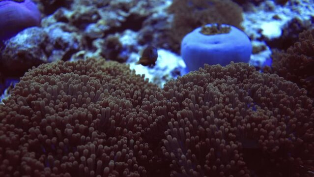 underwater close up view of fish that hide and swim in corals. Maldives