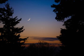Crescent Moon with stars, planets and tree silhouettes on evening sky.