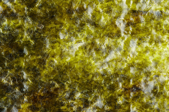 Nori Texture Macro Shot, Asian Seaweed Close Up.