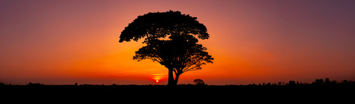 Big African tree silhouette over sunset, single tree on the field, beautiful panoramic image of nature at Africa, summer evening peaceful landscape of Masai Mara.Panorama Landscape Photo Concept.