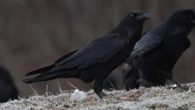 Raven, Corvus corax, black bird in the autumn forest, animal in the nature habitat, winter snow, Bialowieza NP, Poland. Wildlife scene from nature. Ravens in the grass.