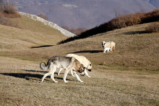 Sheep and newborn lamb. Purebred Anatolian shepherd dogs.
