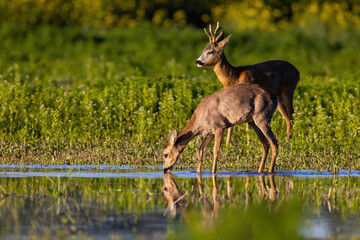 Two roe deer, capreolus capreolus, standing on field in warm spring sunlight. Roebuck looking on...