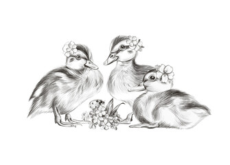 Pencil illustration with three cute ducklings and a ladybug. Poster for the nursery, Easter card. - obrazy, fototapety, plakaty