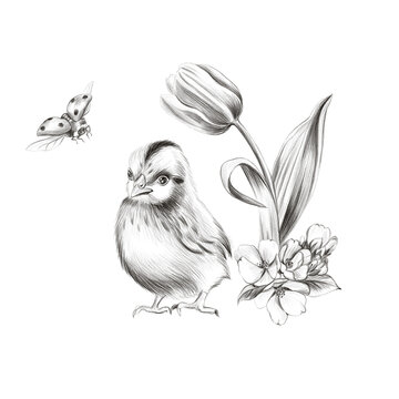 Pencil illustration with a chicken and a ladybug under a tulip flower. Poster for the nursery, Easter card.