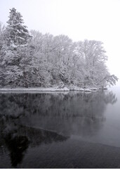 雪をかぶった冬の湖畔の森の木々。北海道の屈斜路湖。