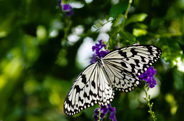 Un Énorme Papillon avec les Ailes Entièrement Déployées