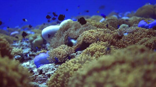 flyover the coral reef vegetation and his residents. Maldives
