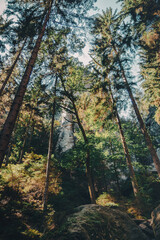Wandern im Wald zwischen Felsen und Sandsteinen in den wunderschönen Landschaften in Bad Schandau, dem Kurort in der Sächsischen Schweiz. Nationalpark Wanderung im Sommer.