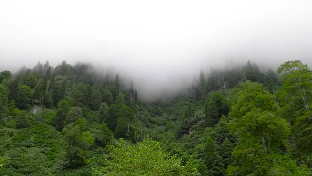 4K time lapse shot of fog smoke in Artvin Macahel.