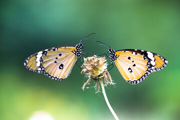Plain Tiger Danaus chrysippus butterfly visiting flowers in nature during springtime