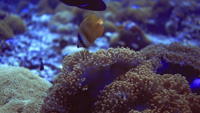 close up seascape of gold fish near the yellow corals on reef. Maldives