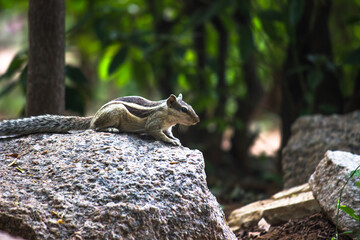 Squirrel or Rodent or also known as Chipmunk, standing paused on the rock in its natural environment