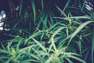 Branch of cannabis and marijuana. Ganja, hemp beautiful tree.
