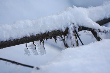 Fallen tree covered with snow and ice crystals, closeup selective focus detail