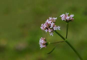 Cat grass plant; Valeriana officinalis