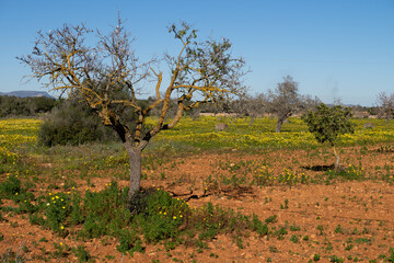 Frühling Mallorca Mandelblüte