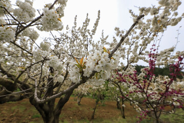 Turkey - Blooming cherry trees in Manisa sipil mountain.