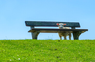 sheep and bench